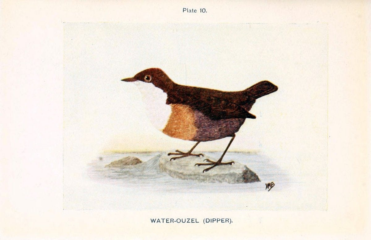 British birds & their eggs :.London :W. & R. Chambers,1909.  | Birds Eggs "Great Britain" Nests | Vintage Print Reproduction 463564