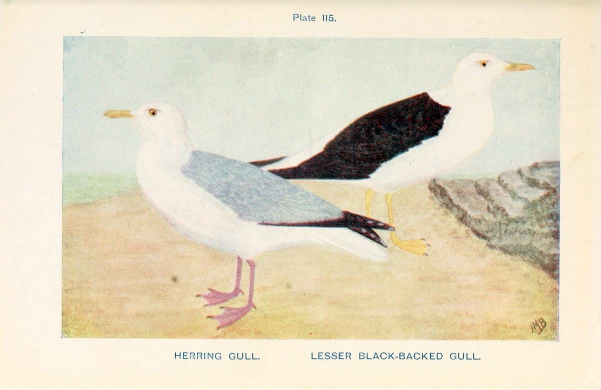 British birds & their eggs :.London :W. & R. Chambers,1909.  | Birds Eggs "Great Britain" Nests | Vintage Print Reproduction 463565