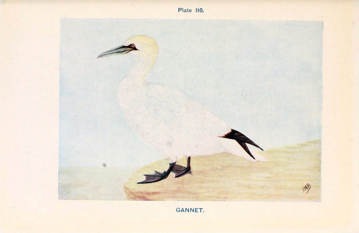 British birds & their eggs :.London :W. & R. Chambers,1909.  | Birds Eggs "Great Britain" Nests | Vintage Print Reproduction 463566
