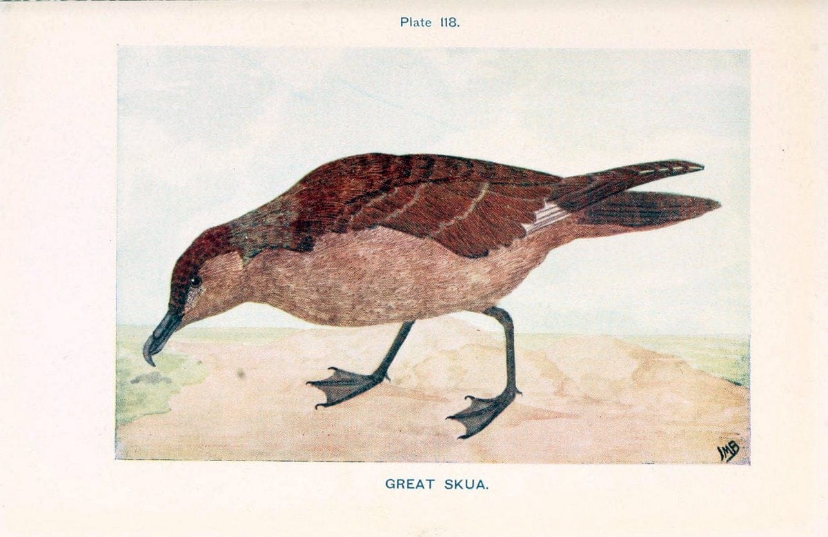 British birds & their eggs :.London :W. & R. Chambers,1909.  | Birds Eggs "Great Britain" Nests | Vintage Print Reproduction 463568