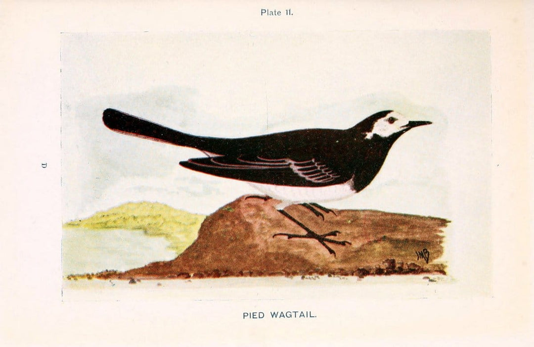 British birds & their eggs :.London :W. & R. Chambers,1909.  | Birds Eggs "Great Britain" Nests | Vintage Print Reproduction 463569