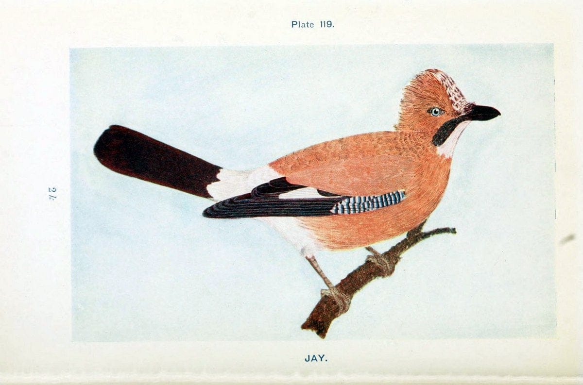 British birds & their eggs :.London :W. & R. Chambers,1909.  | Birds Eggs "Great Britain" Nests | Vintage Print Reproduction 463570