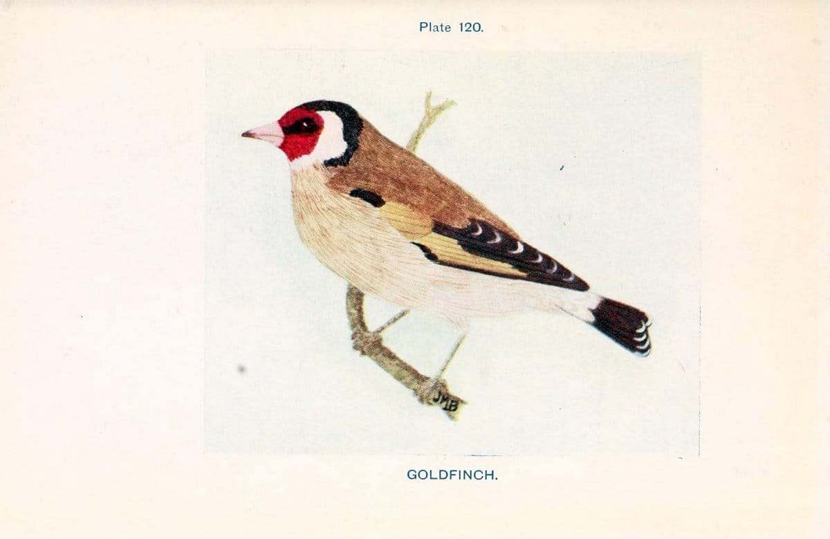 British birds & their eggs :.London :W. & R. Chambers,1909.  | Birds Eggs "Great Britain" Nests | Vintage Print Reproduction 463571