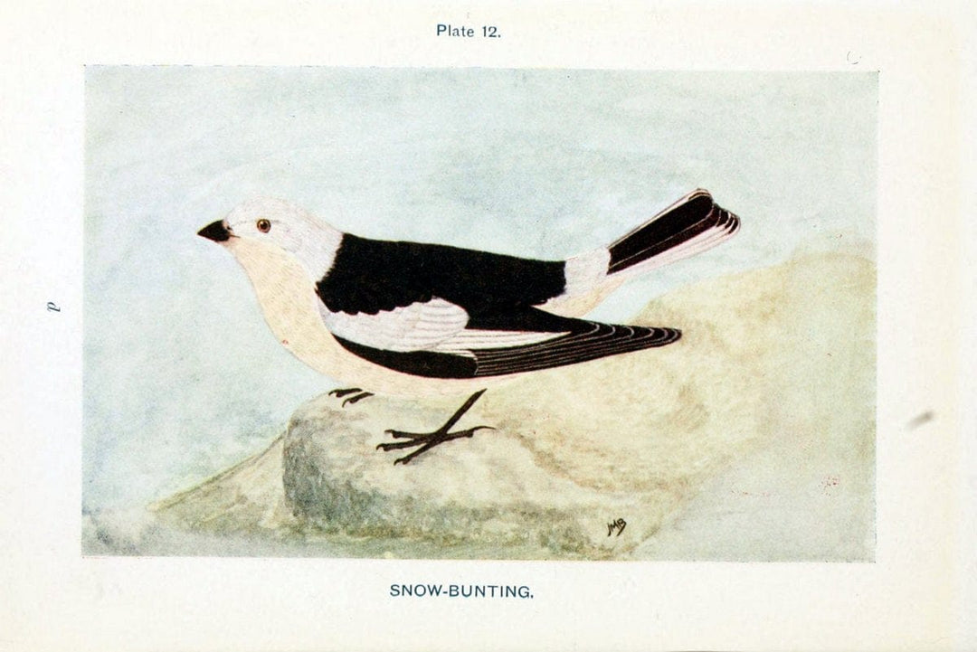 British birds & their eggs :.London :W. & R. Chambers,1909.  | Birds Eggs "Great Britain" Nests | Vintage Print Reproduction 463572