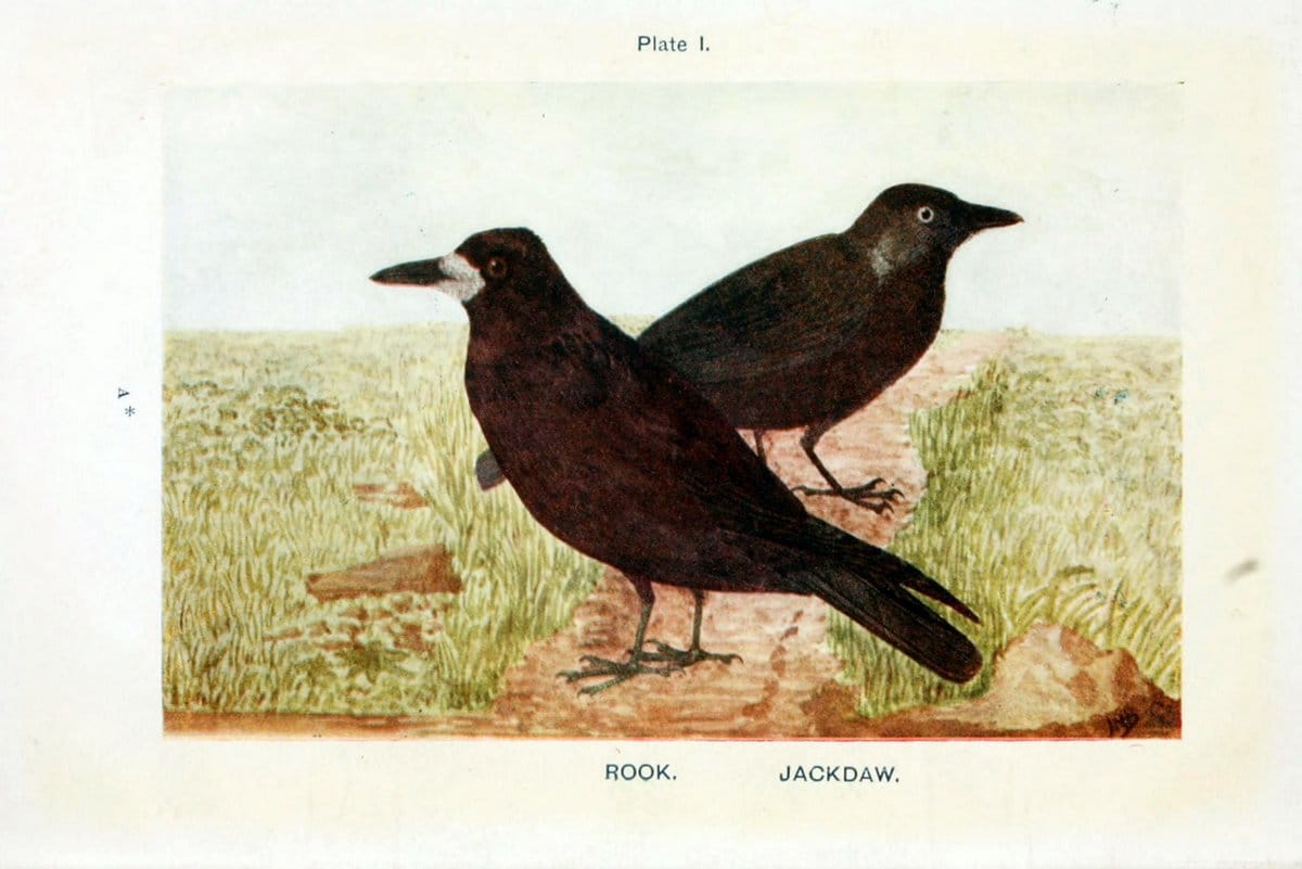 British birds & their eggs :.London :W. & R. Chambers,1909.  | Birds Eggs "Great Britain" Nests | Vintage Print Reproduction 463573