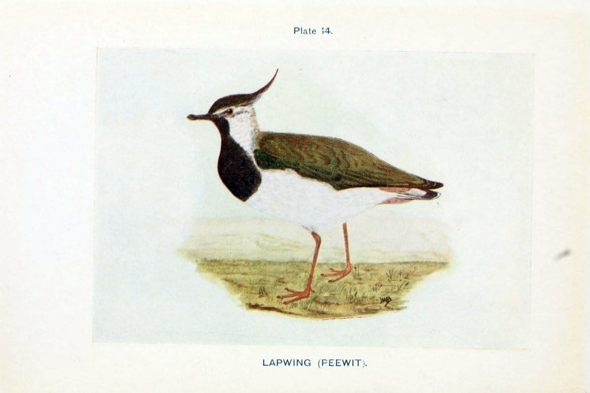 British birds & their eggs :.London :W. & R. Chambers,1909.  | Birds Eggs "Great Britain" Nests | Vintage Print Reproduction 463575