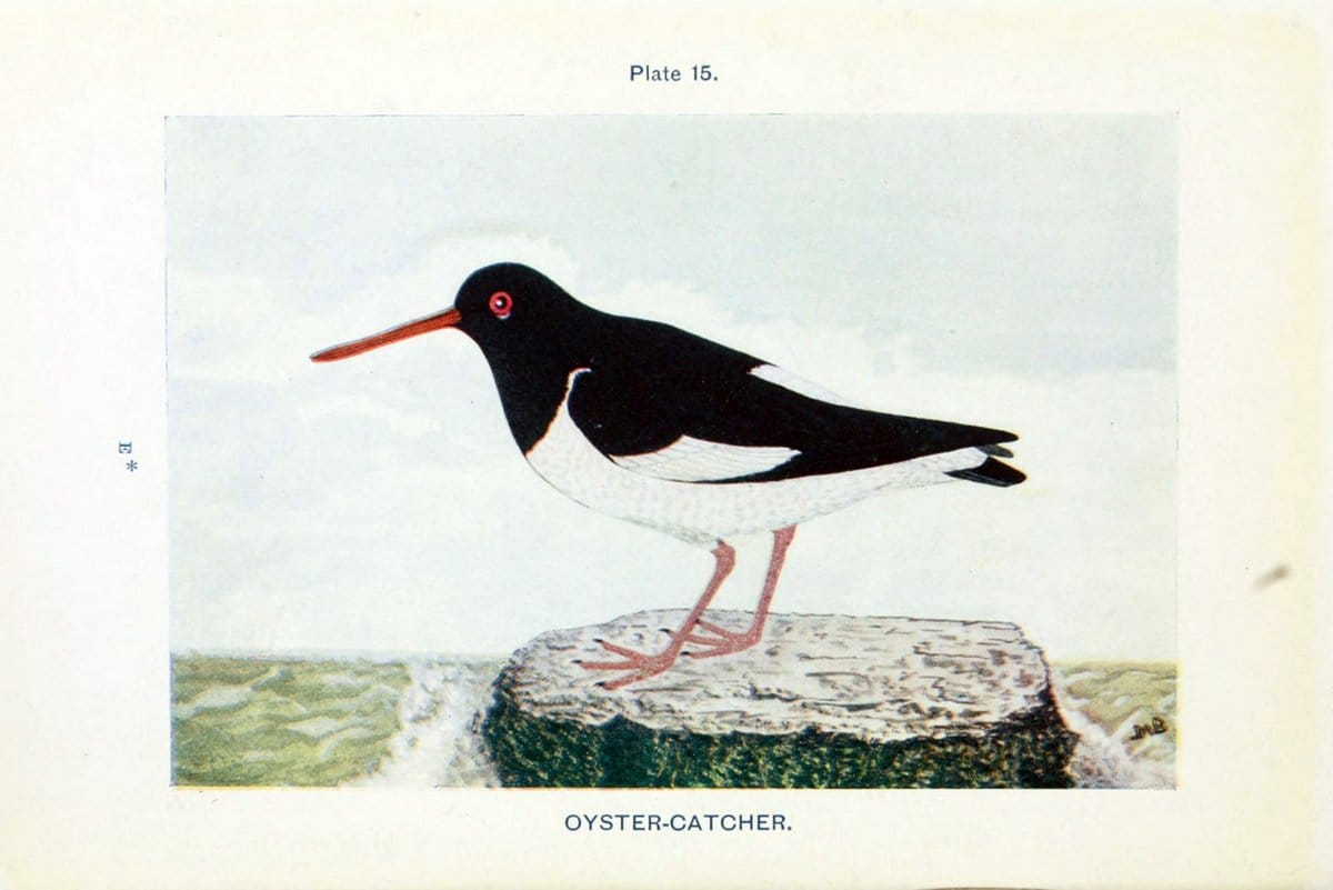 British birds & their eggs :.London :W. & R. Chambers,1909.  | Birds Eggs "Great Britain" Nests | Vintage Print Reproduction 463576