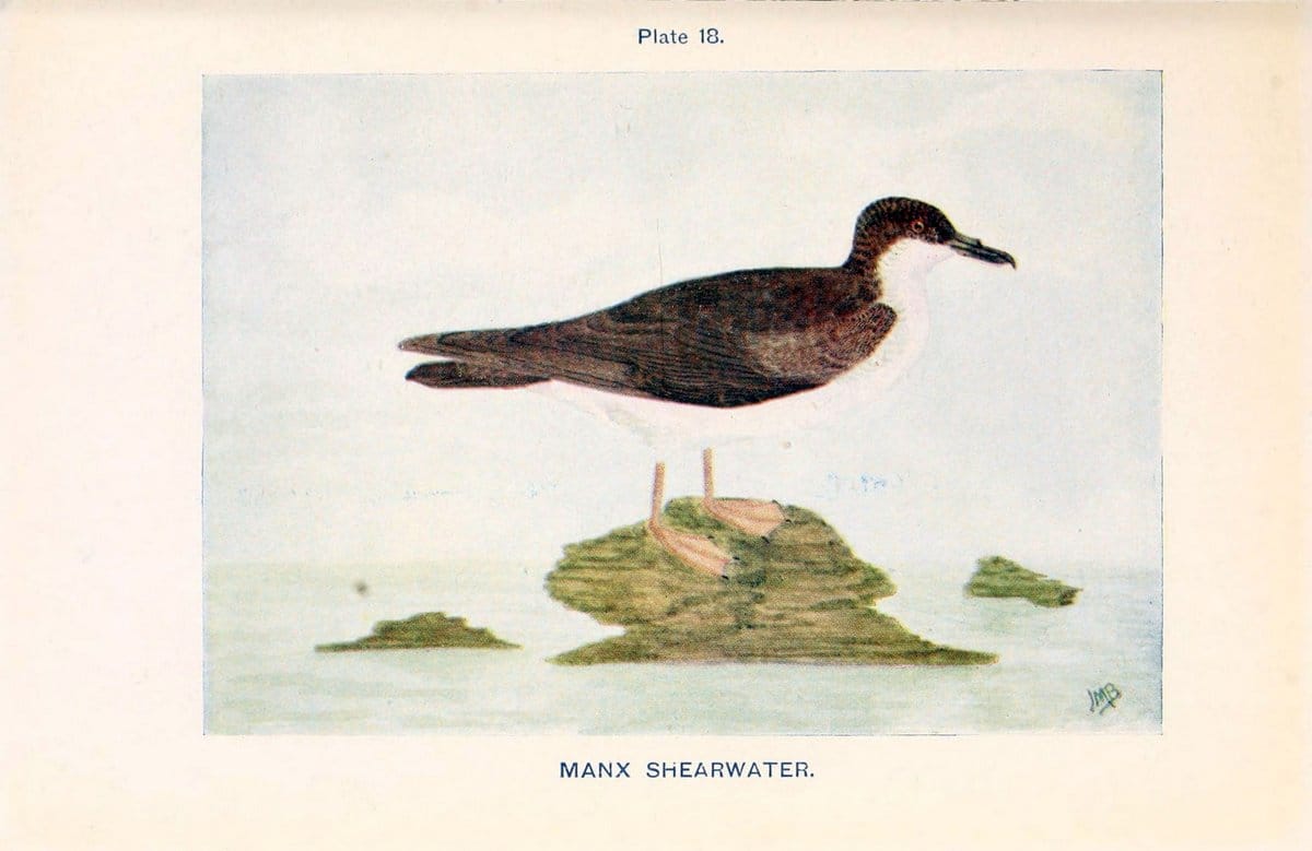 British birds & their eggs :.London :W. & R. Chambers,1909.  | Birds Eggs "Great Britain" Nests | Vintage Print Reproduction 463577