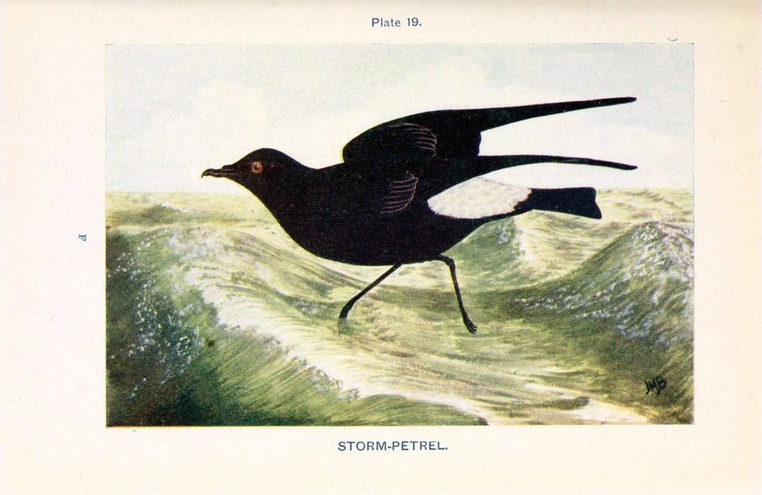 British birds & their eggs :.London :W. & R. Chambers,1909.  | Birds Eggs "Great Britain" Nests | Vintage Print Reproduction 463578