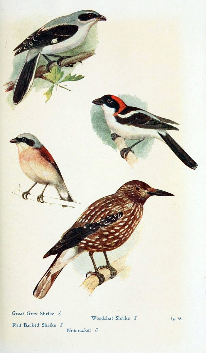 British birds in their haunts  .London,Dutton[1922]. |  | Vintage Print Reproduction 463580