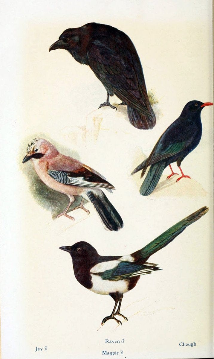 British birds in their haunts  .London,Dutton[1922]. |  | Vintage Print Reproduction 463581