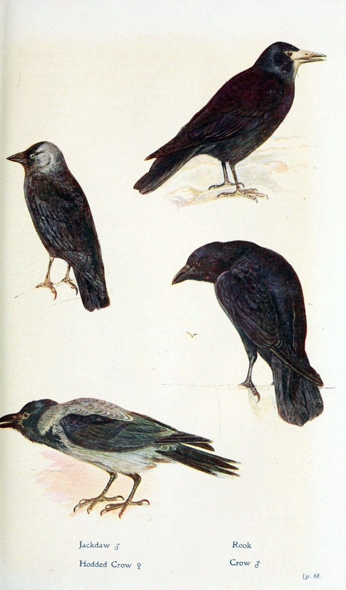 British birds in their haunts  .London,Dutton[1922]. |  | Vintage Print Reproduction 463582