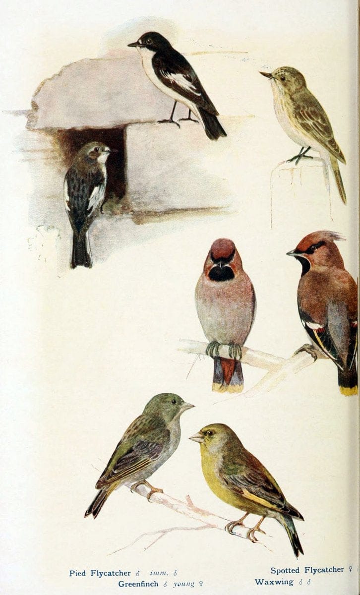 British birds in their haunts  .London,Dutton[1922]. |  | Vintage Print Reproduction 463583
