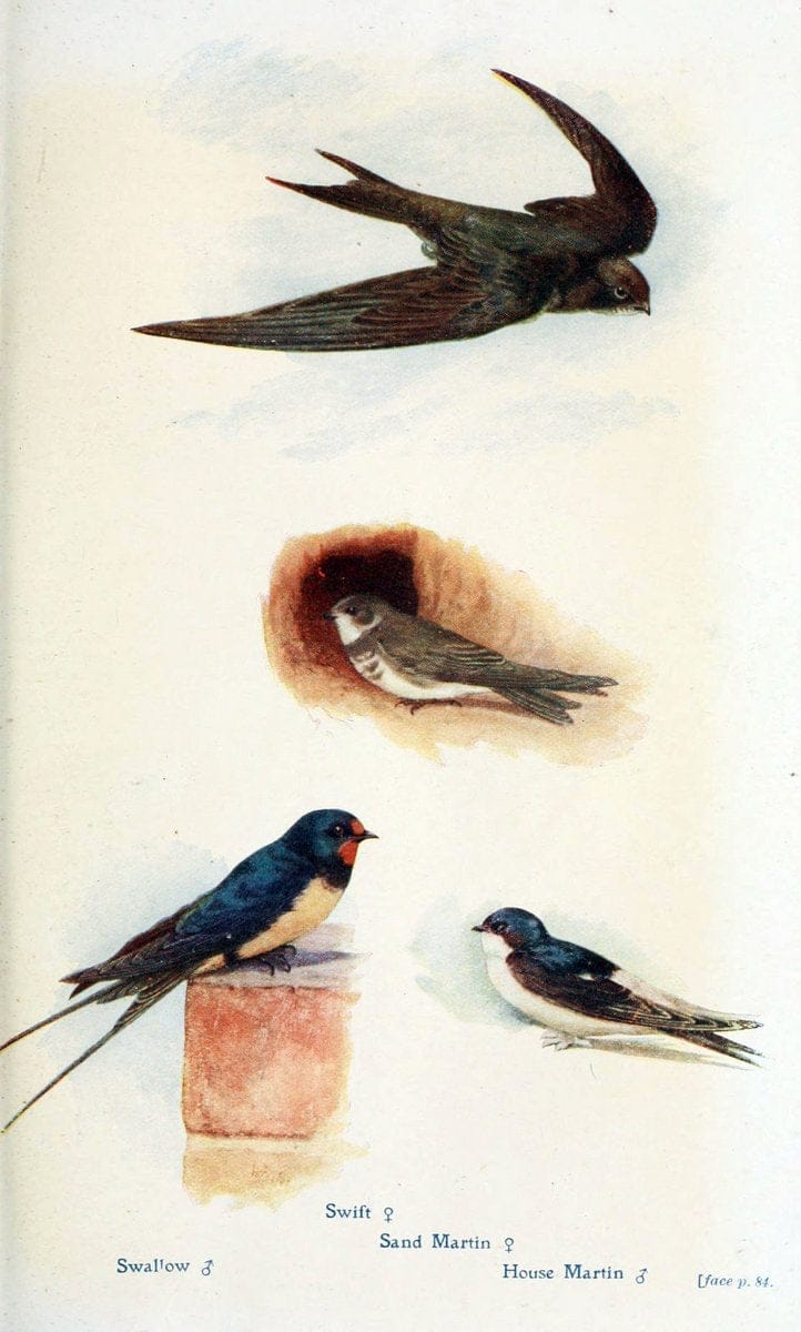 British birds in their haunts  .London,Dutton[1922]. |  | Vintage Print Reproduction 463584