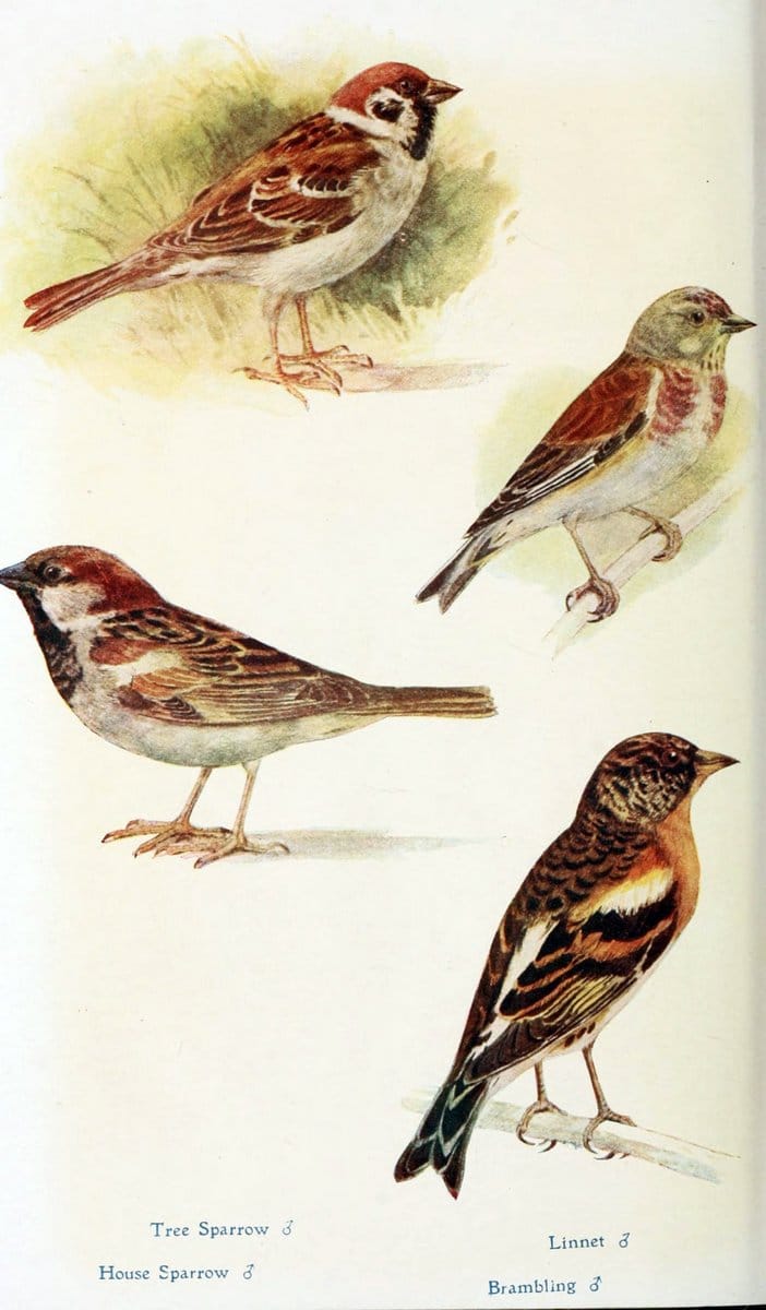 British birds in their haunts  .London,Dutton[1922]. |  | Vintage Print Reproduction 463585