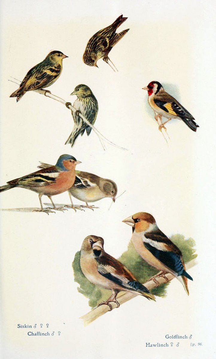 British birds in their haunts  .London,Dutton[1922]. |  | Vintage Print Reproduction 463586