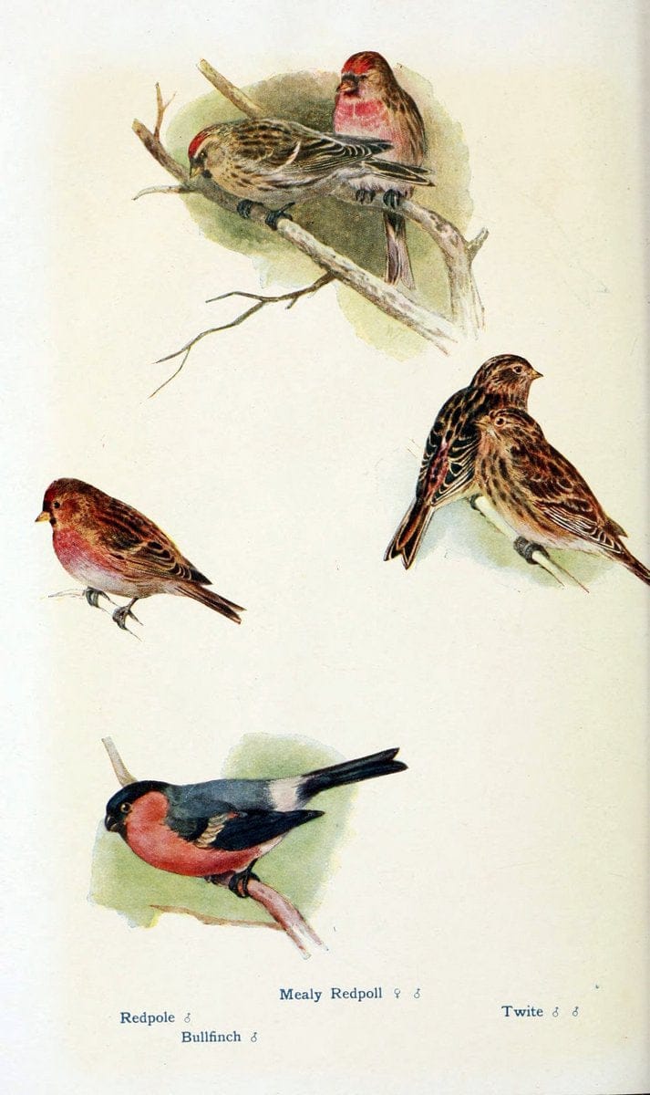 British birds in their haunts  .London,Dutton[1922]. |  | Vintage Print Reproduction 463587