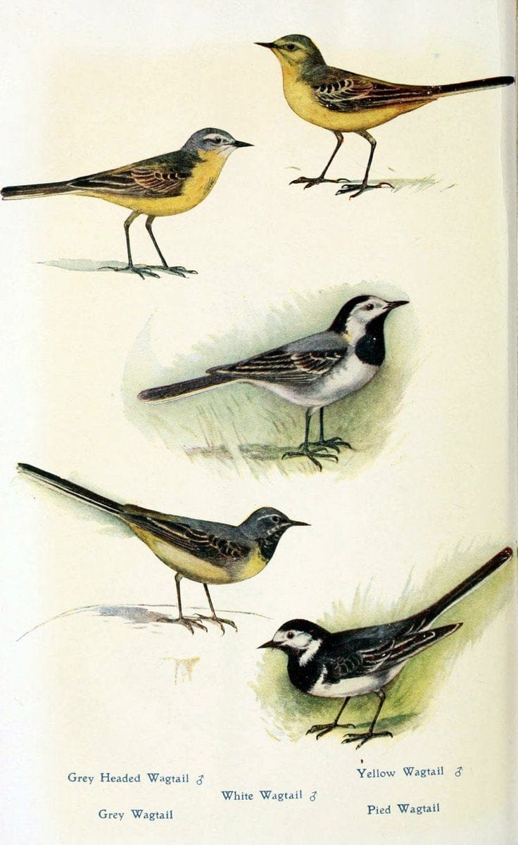 British birds in their haunts  .London,Dutton[1922]. |  | Vintage Print Reproduction 463589