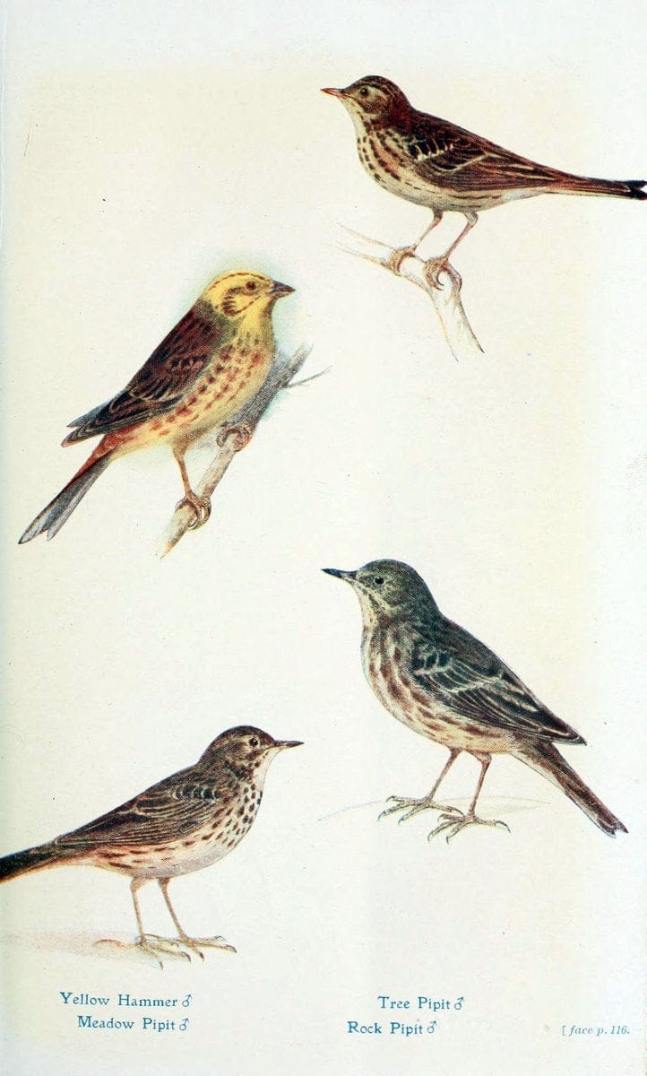 British birds in their haunts  .London,Dutton[1922]. |  | Vintage Print Reproduction 463590
