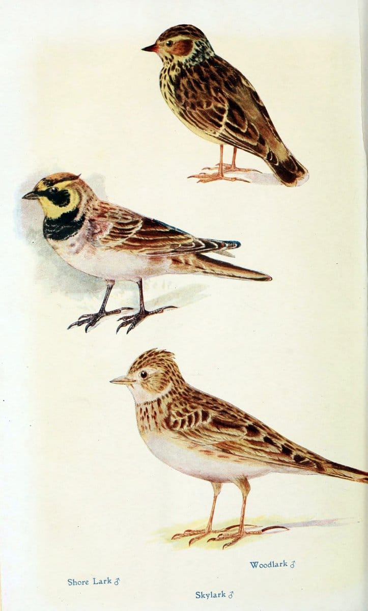 British birds in their haunts  .London,Dutton[1922]. |  | Vintage Print Reproduction 463591