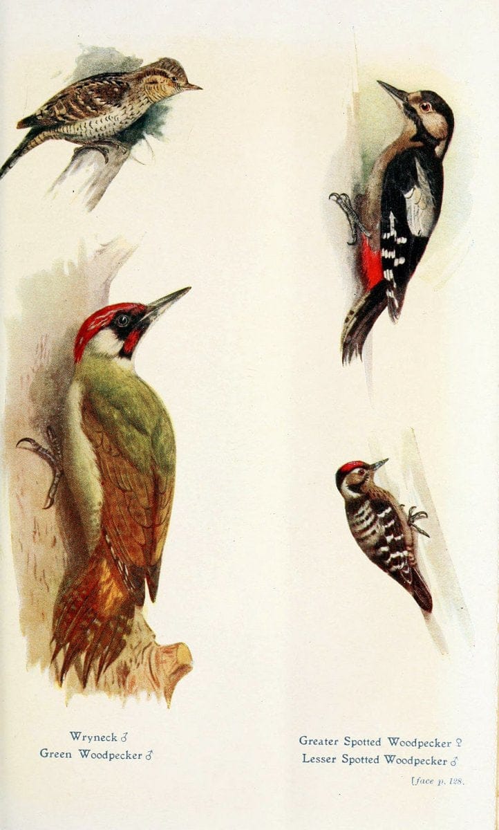 British birds in their haunts  .London,Dutton[1922]. |  | Vintage Print Reproduction 463592