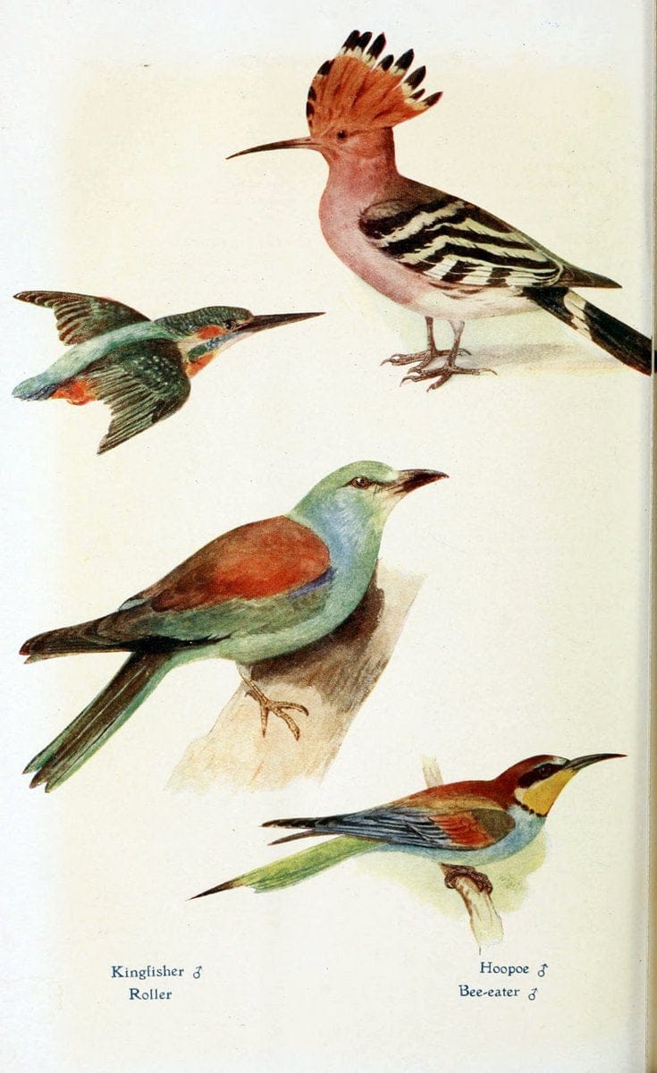 British birds in their haunts  .London,Dutton[1922]. |  | Vintage Print Reproduction 463593