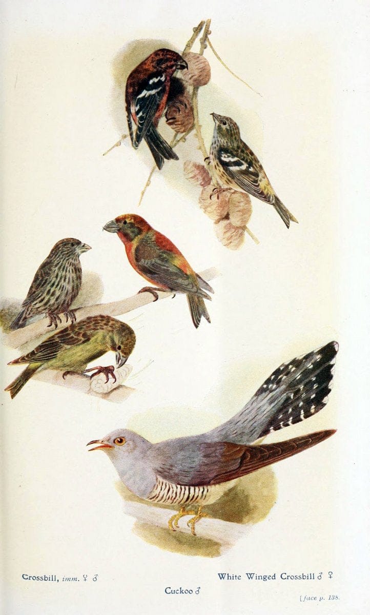 British birds in their haunts  .London,Dutton[1922]. |  | Vintage Print Reproduction 463594