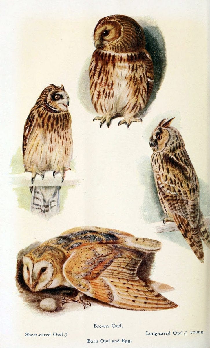 British birds in their haunts  .London,Dutton[1922]. |  | Vintage Print Reproduction 463595