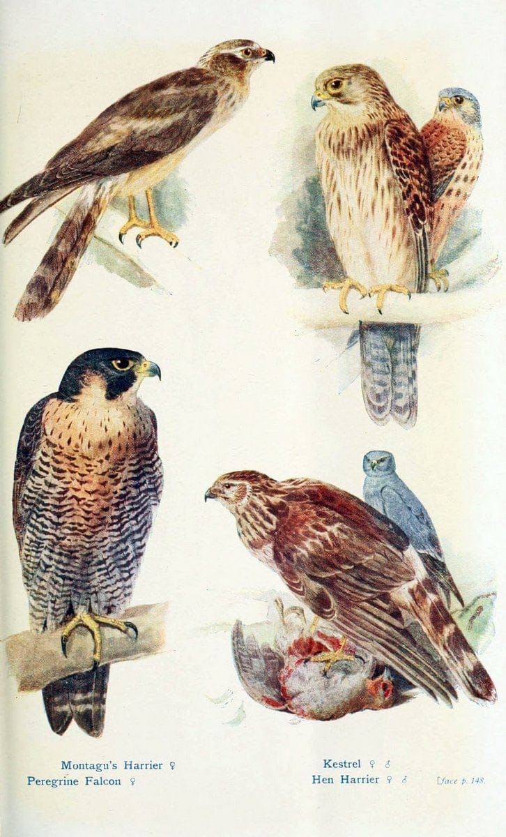 British birds in their haunts  .London,Dutton[1922]. |  | Vintage Print Reproduction 463596