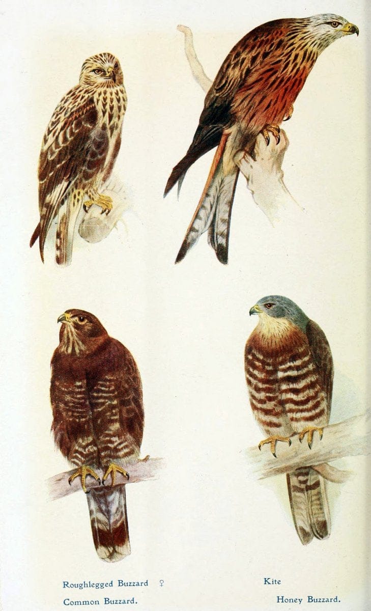 British birds in their haunts  .London,Dutton[1922]. |  | Vintage Print Reproduction 463597