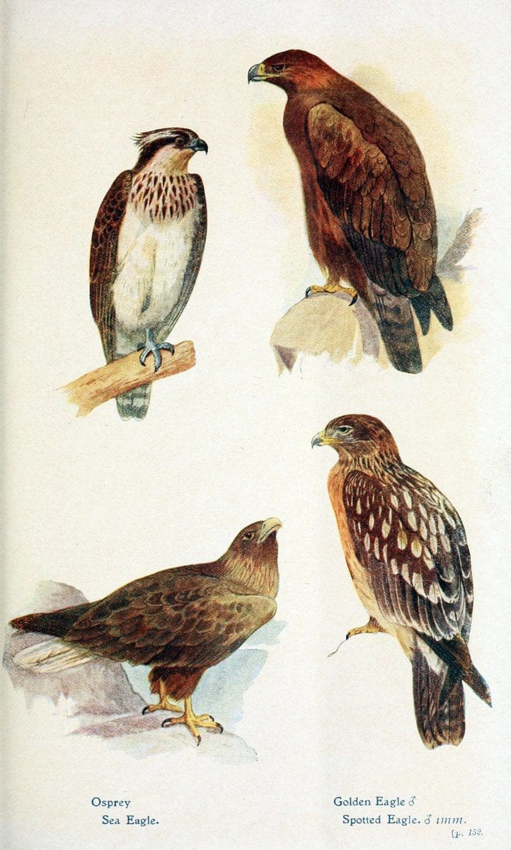 British birds in their haunts  .London,Dutton[1922]. |  | Vintage Print Reproduction 463598