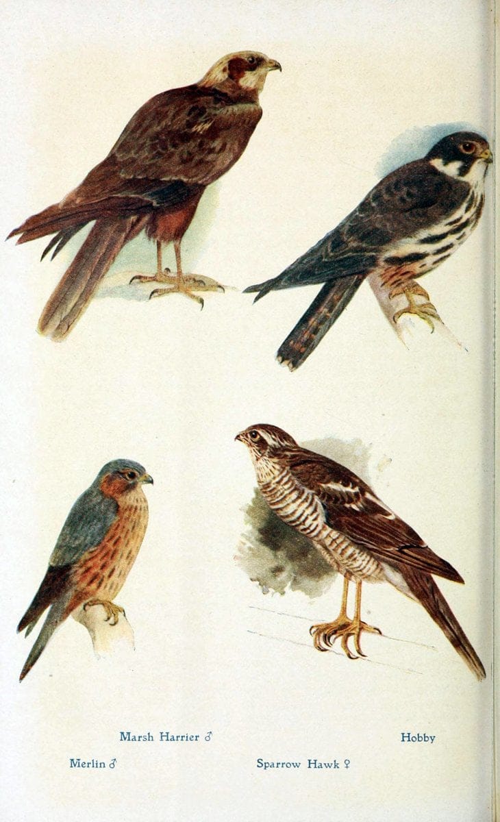 British birds in their haunts  .London,Dutton[1922]. |  | Vintage Print Reproduction 463599