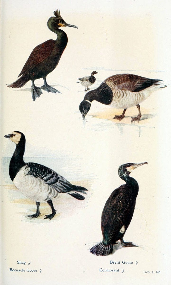 British birds in their haunts  .London,Dutton[1922]. |  | Vintage Print Reproduction 463600