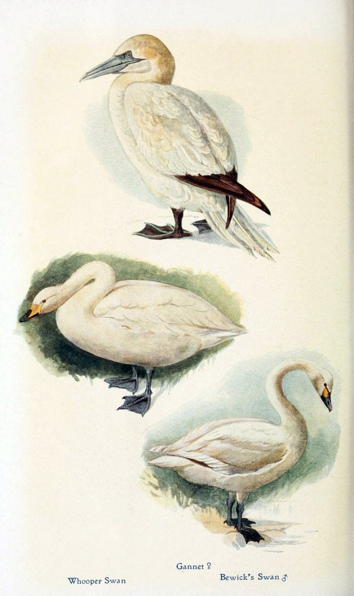 British birds in their haunts  .London,Dutton[1922]. |  | Vintage Print Reproduction 463601