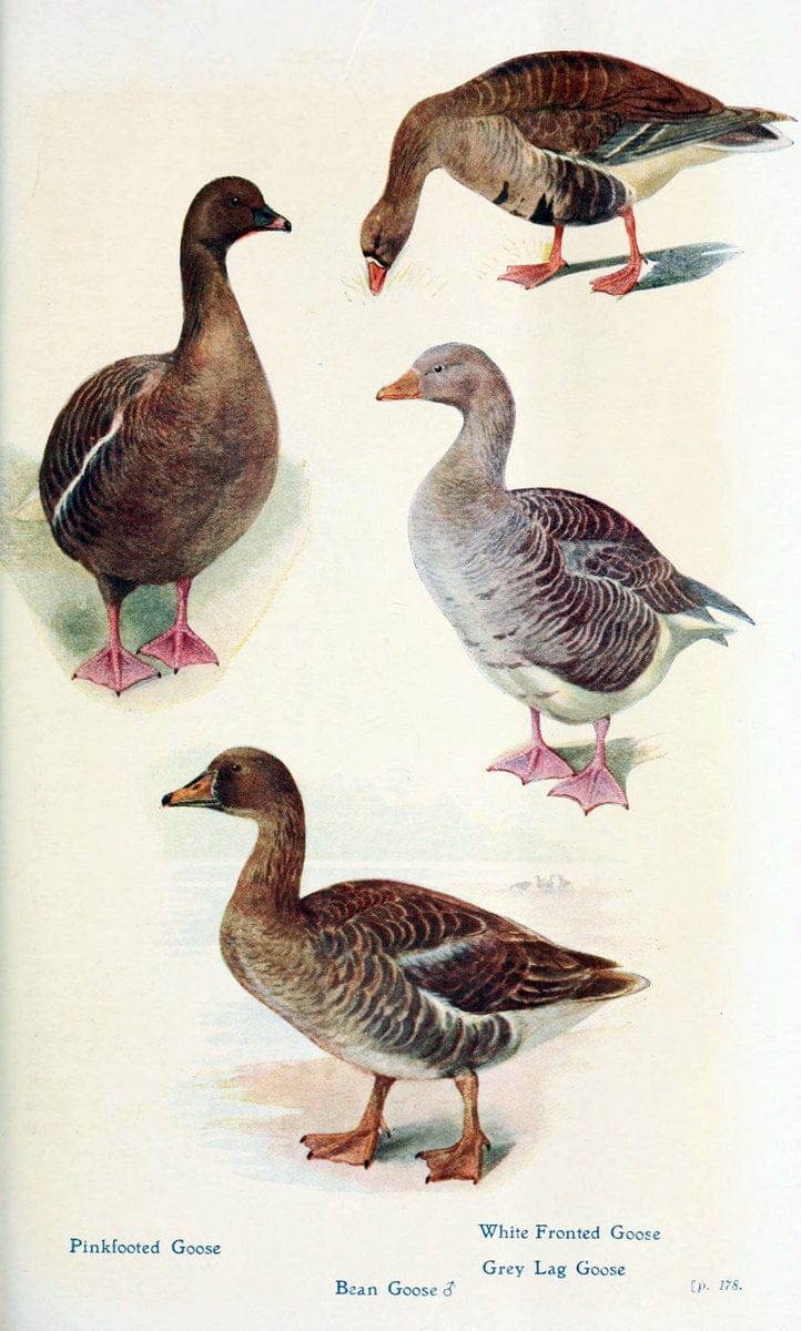 British birds in their haunts  .London,Dutton[1922]. |  | Vintage Print Reproduction 463602