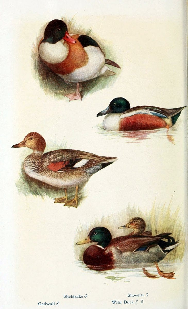 British birds in their haunts  .London,Dutton[1922]. |  | Vintage Print Reproduction 463603