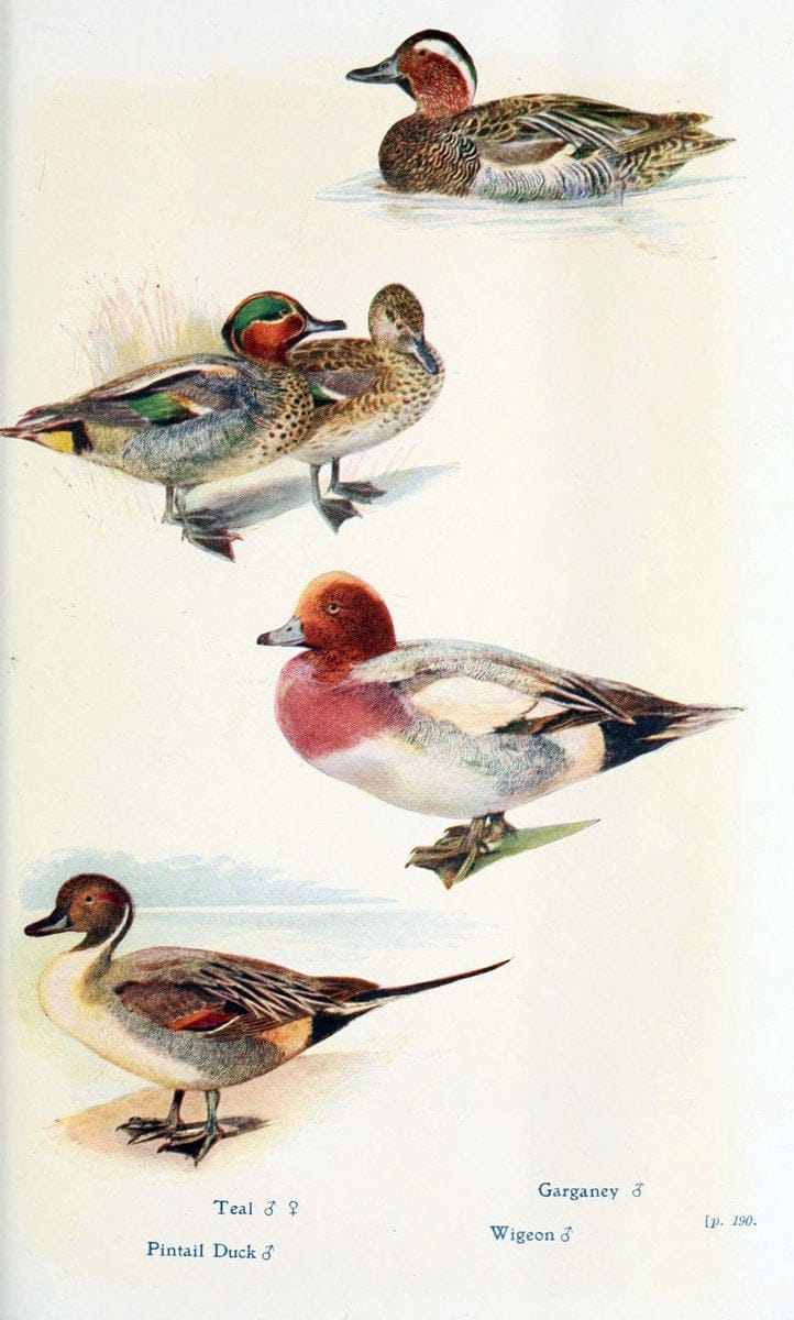 British birds in their haunts  .London,Dutton[1922]. |  | Vintage Print Reproduction 463604