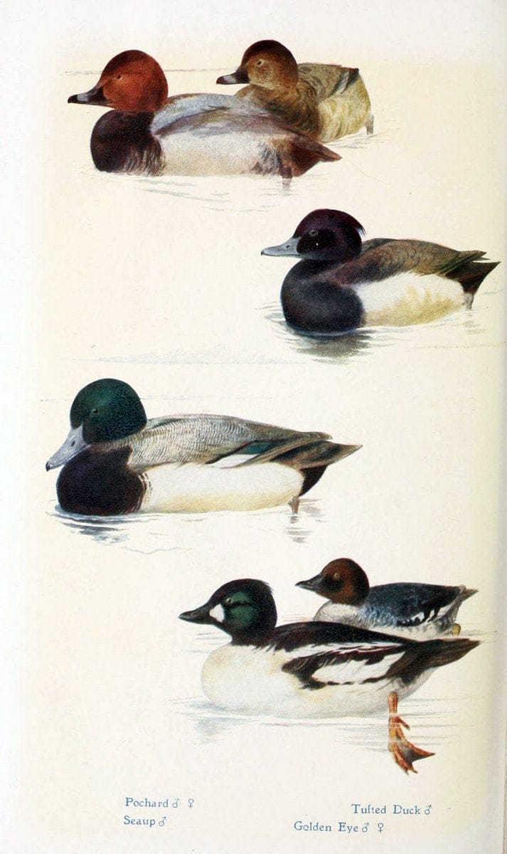 British birds in their haunts  .London,Dutton[1922]. |  | Vintage Print Reproduction 463605