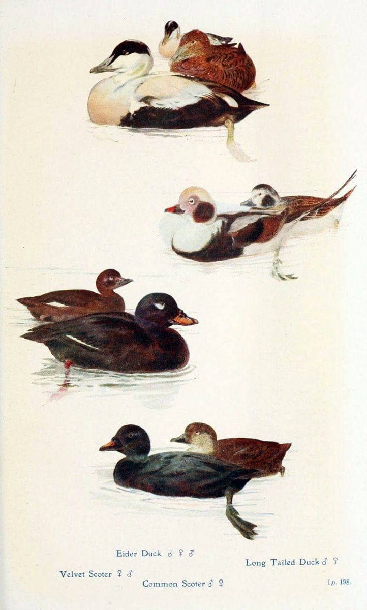 British birds in their haunts  .London,Dutton[1922]. |  | Vintage Print Reproduction 463606