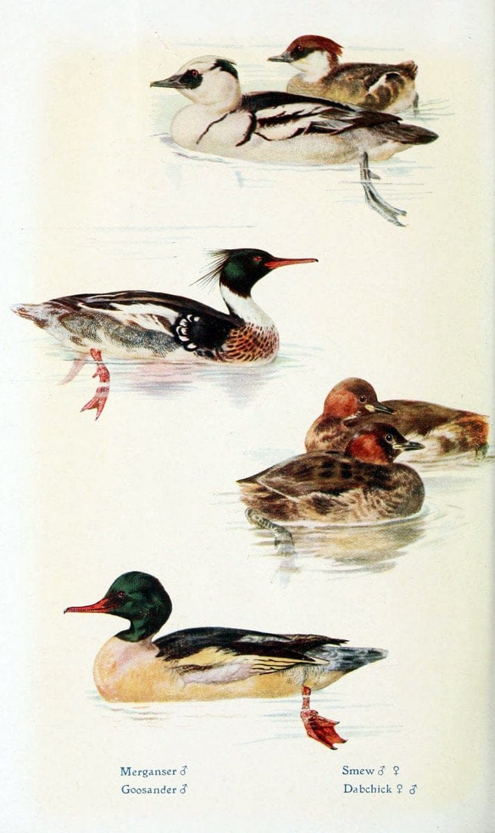 British birds in their haunts  .London,Dutton[1922]. |  | Vintage Print Reproduction 463607
