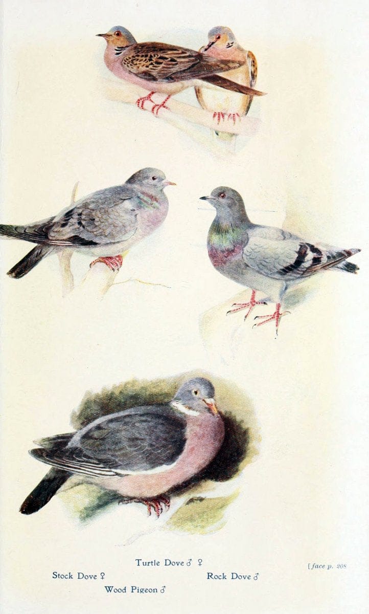 British birds in their haunts  .London,Dutton[1922]. |  | Vintage Print Reproduction 463608
