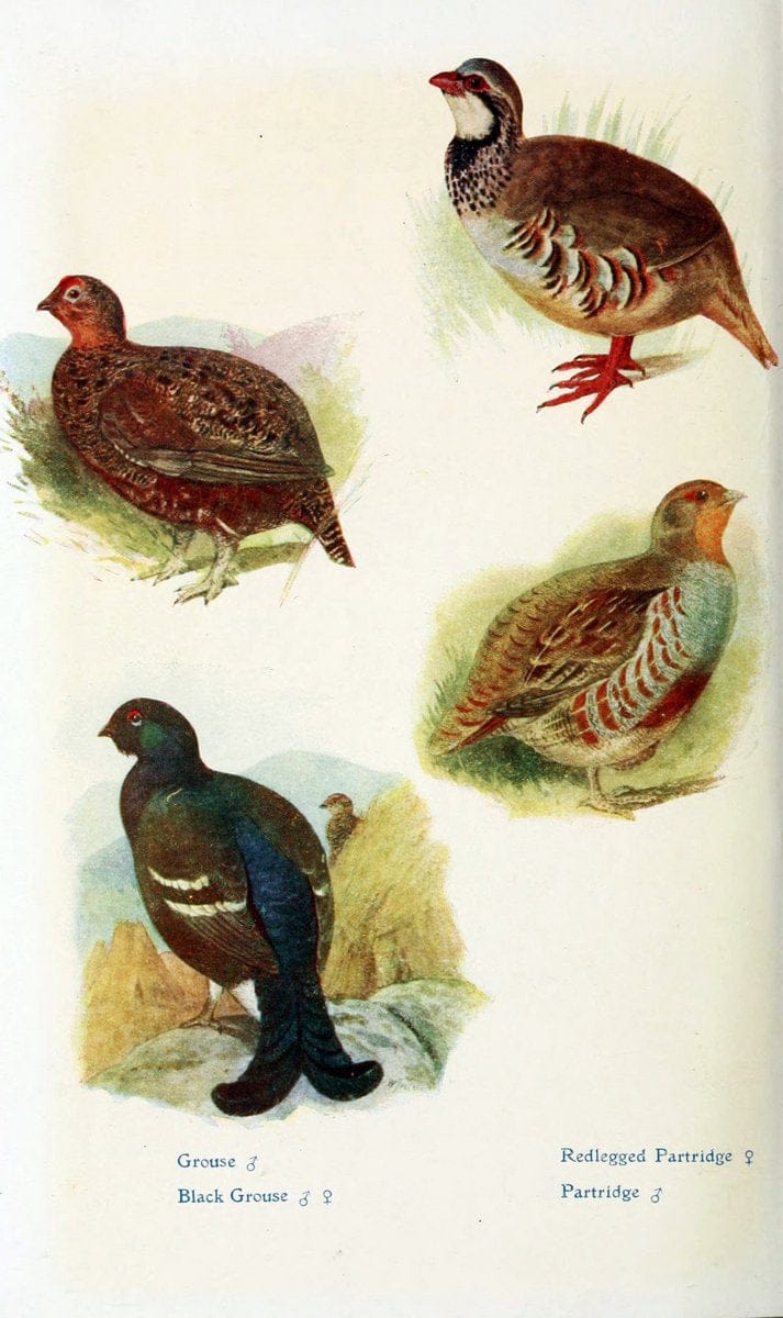 British birds in their haunts  .London,Dutton[1922]. |  | Vintage Print Reproduction 463609