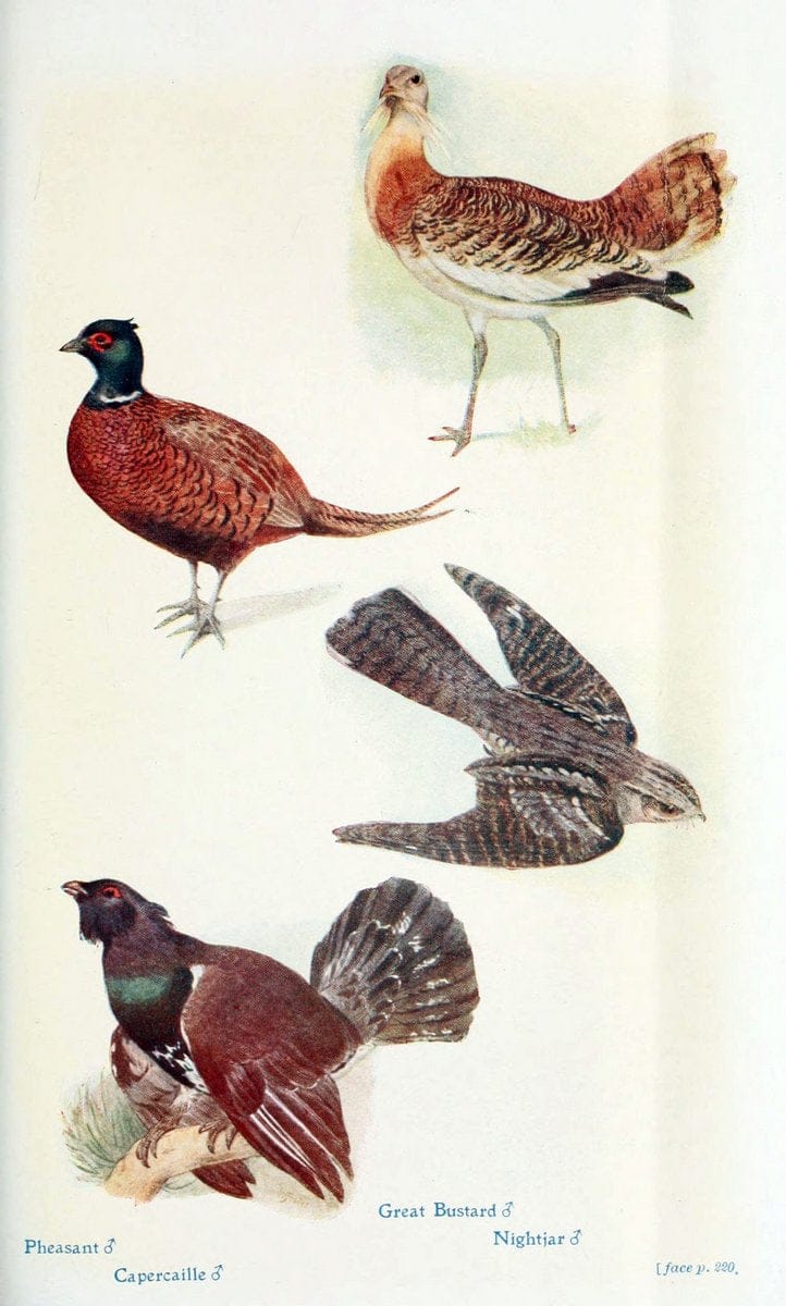 British birds in their haunts  .London,Dutton[1922]. |  | Vintage Print Reproduction 463610