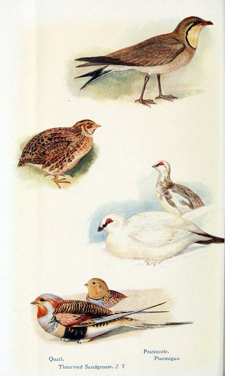 British birds in their haunts  .London,Dutton[1922]. |  | Vintage Print Reproduction 463611