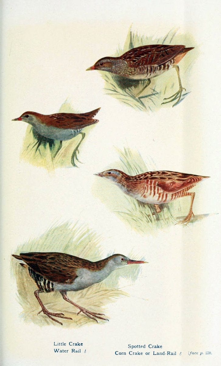 British birds in their haunts  .London,Dutton[1922]. |  | Vintage Print Reproduction 463612