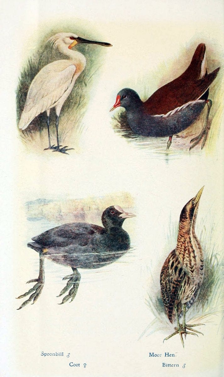 British birds in their haunts  .London,Dutton[1922]. |  | Vintage Print Reproduction 463613