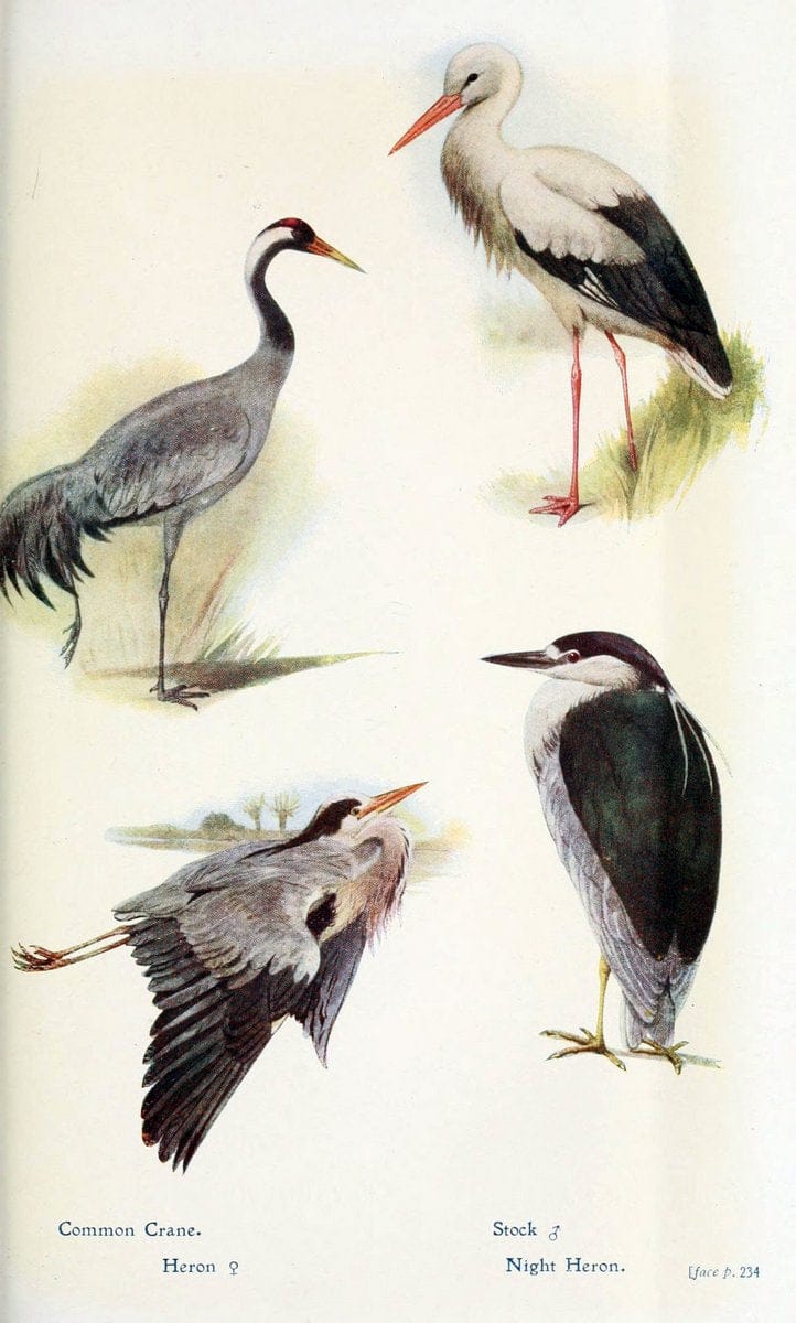 British birds in their haunts  .London,Dutton[1922]. |  | Vintage Print Reproduction 463614