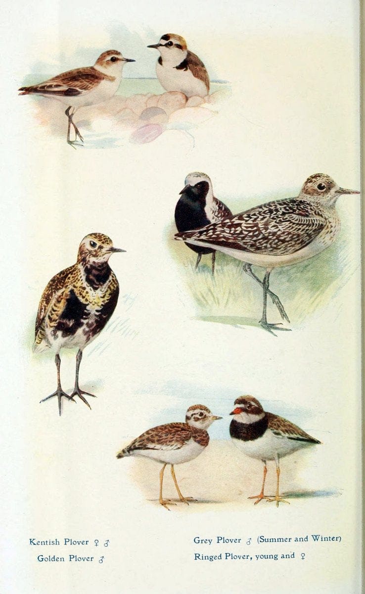 British birds in their haunts  .London,Dutton[1922]. |  | Vintage Print Reproduction 463615