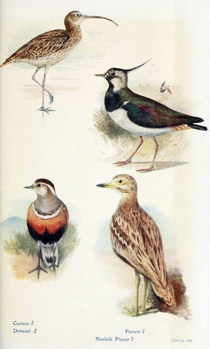 British birds in their haunts  .London,Dutton[1922]. |  | Vintage Print Reproduction 463616