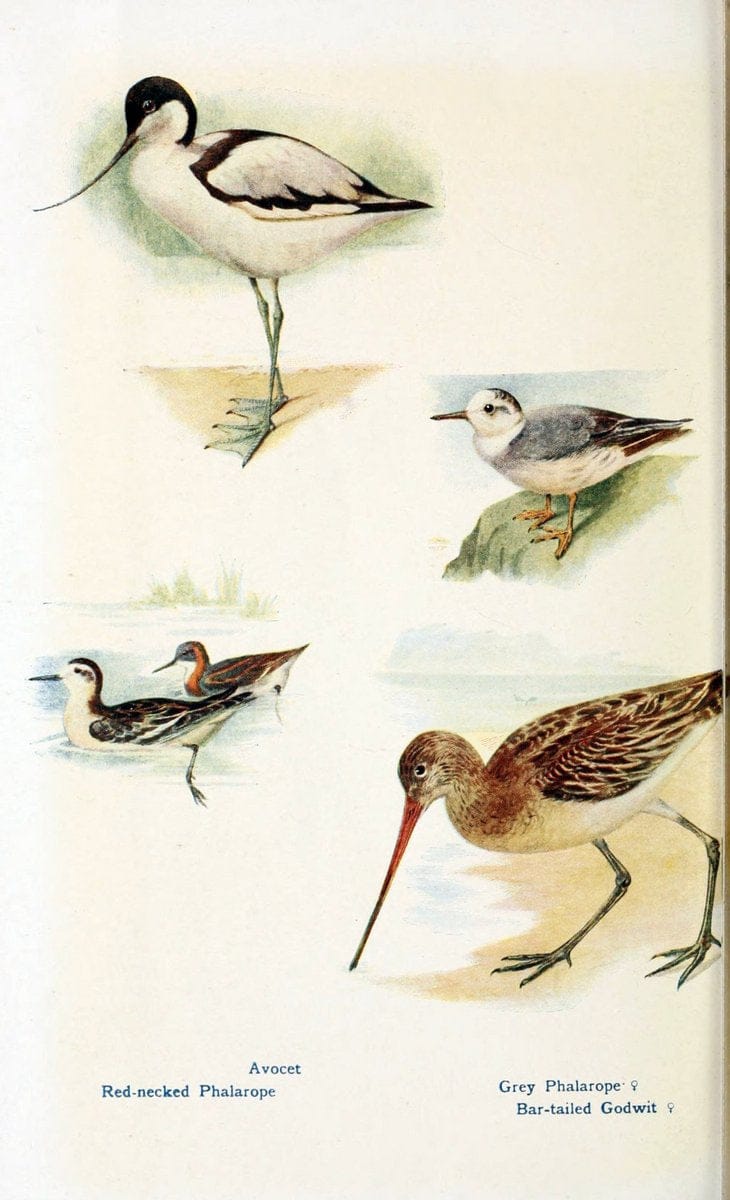 British birds in their haunts  .London,Dutton[1922]. |  | Vintage Print Reproduction 463617